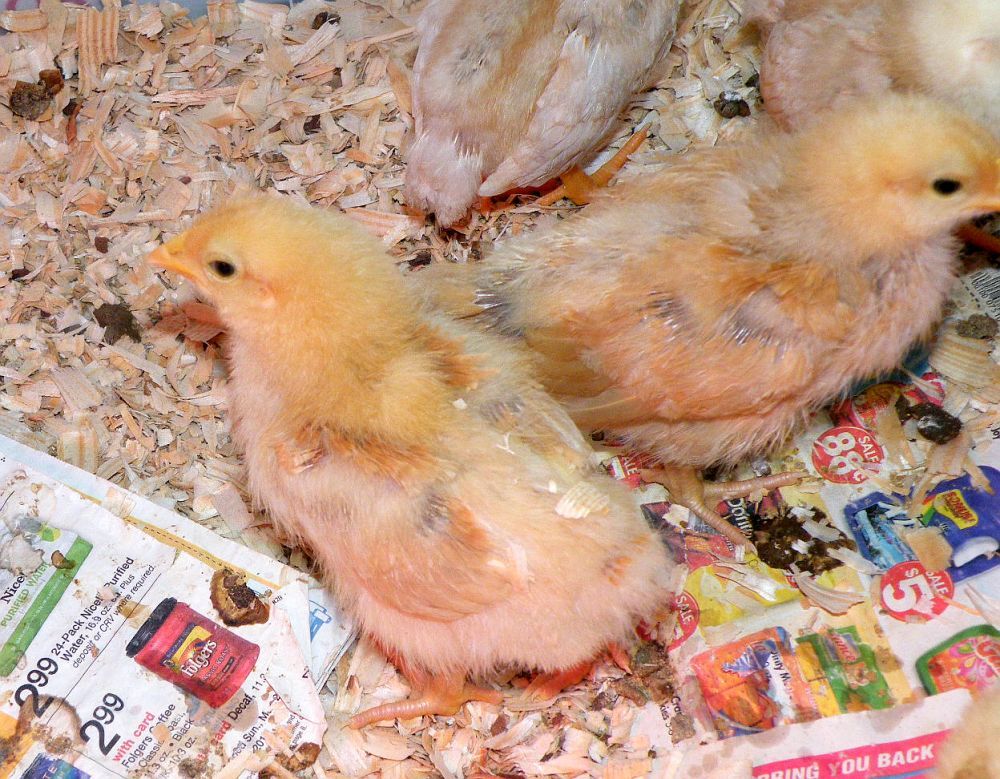 Male vs female chicks BackYard Chickens Learn How to Raise Chickens
